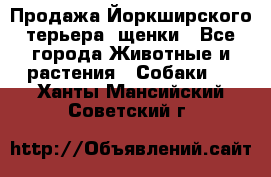 Продажа Йоркширского терьера, щенки - Все города Животные и растения » Собаки   . Ханты-Мансийский,Советский г.